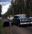 yellowstone bears